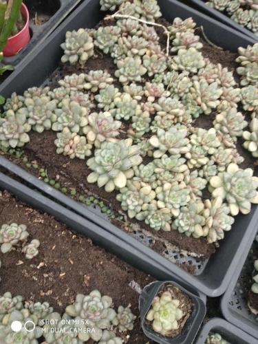 南京多肉植物园旅行图片 2