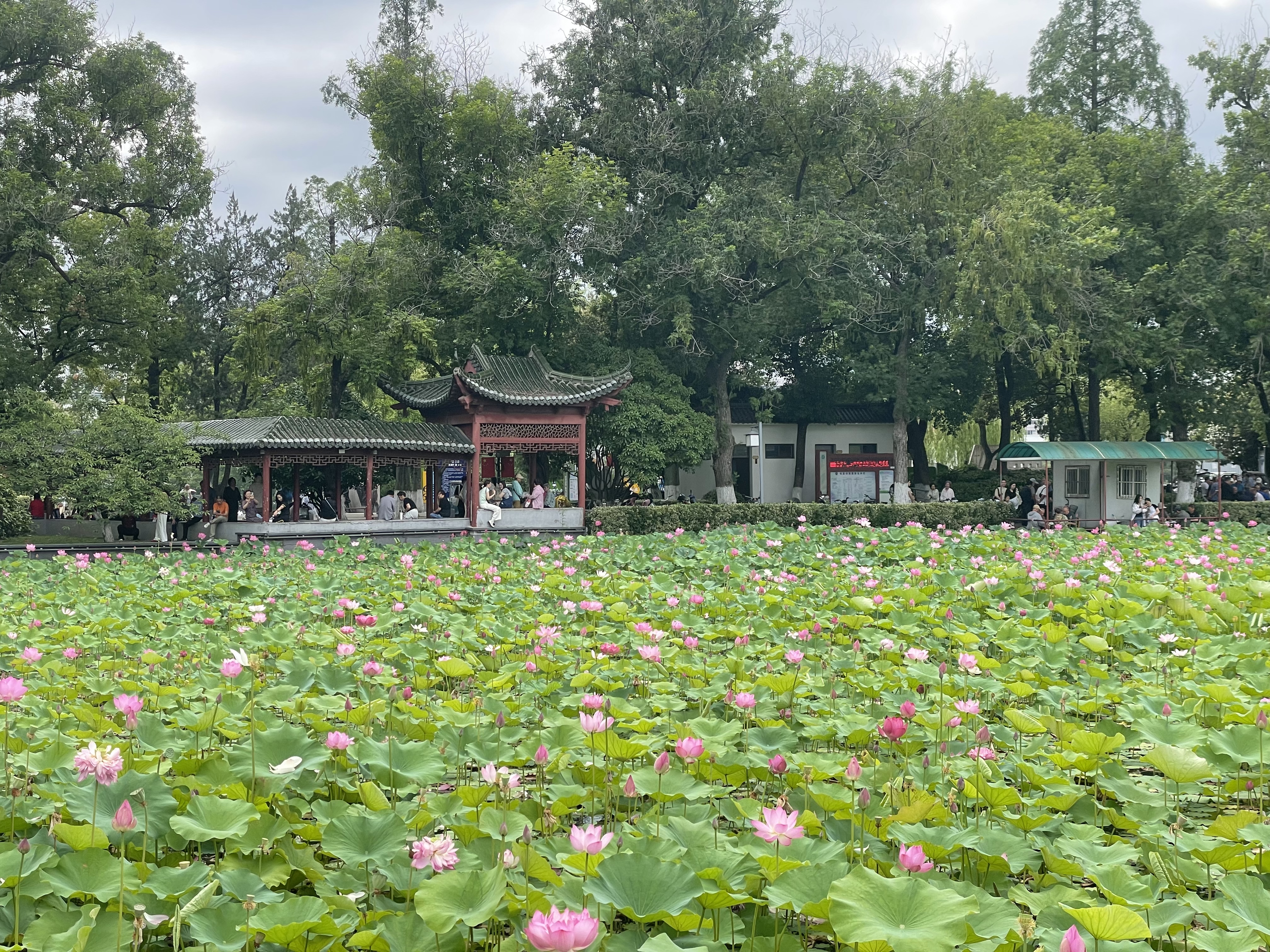 鸠兹风景区-观岚亭