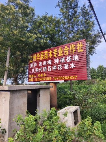 定州华辰苗木