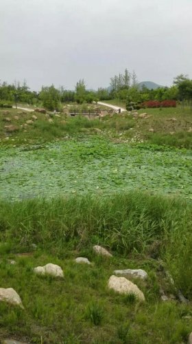 古莲花卉公园旅行图片 1