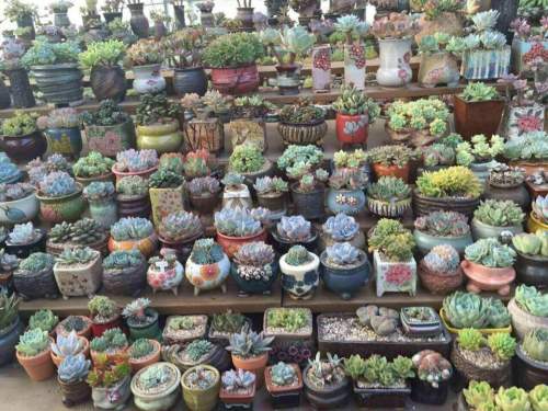 四月天多肉植物园旅行图片 2