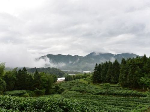 仙堂山生态茶场观光体验园旅行图片 1