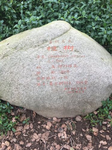 榉子洲公园旅行图片 2