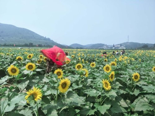 海滨花海公园旅行图片 2