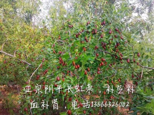 枣园广场旅行图片 1