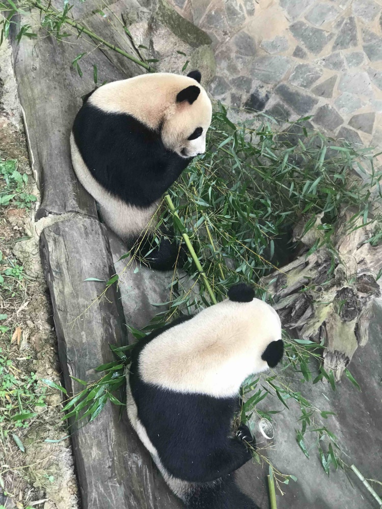 云南野生动物园景点图片