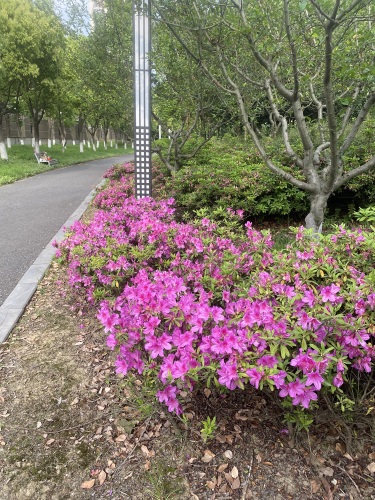 新沟公园