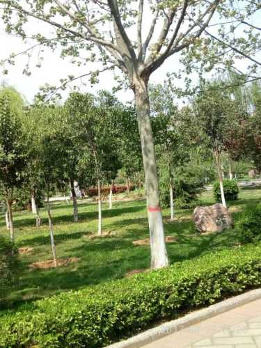 许衡文化公园旅行图片 3