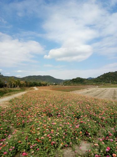 荪湖马鞭草花园旅行图片 3