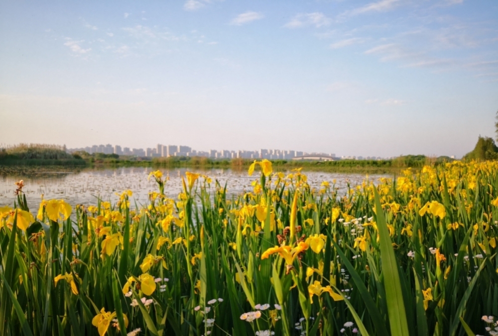 贡湖湾湿地公园景点图片