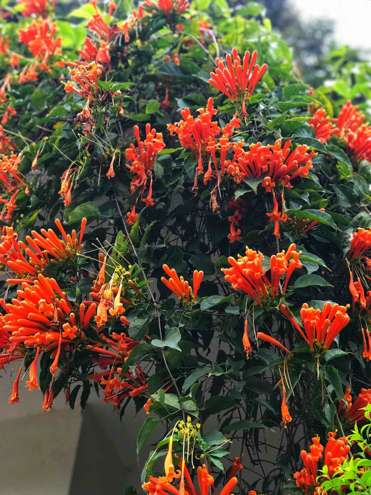 中国科学院西双版纳热带植物园景点图片