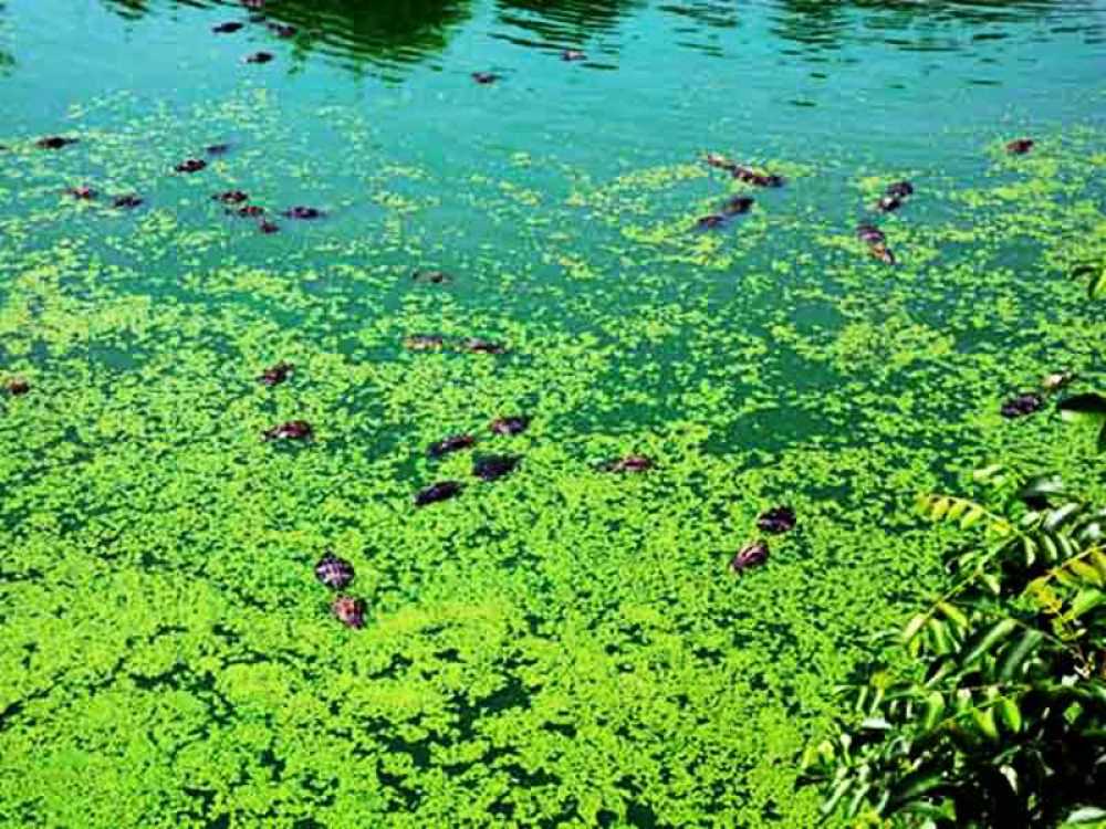 中国鳄鱼湖景点图片