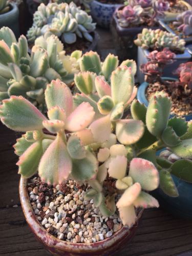 四月天多肉植物园旅行图片 2