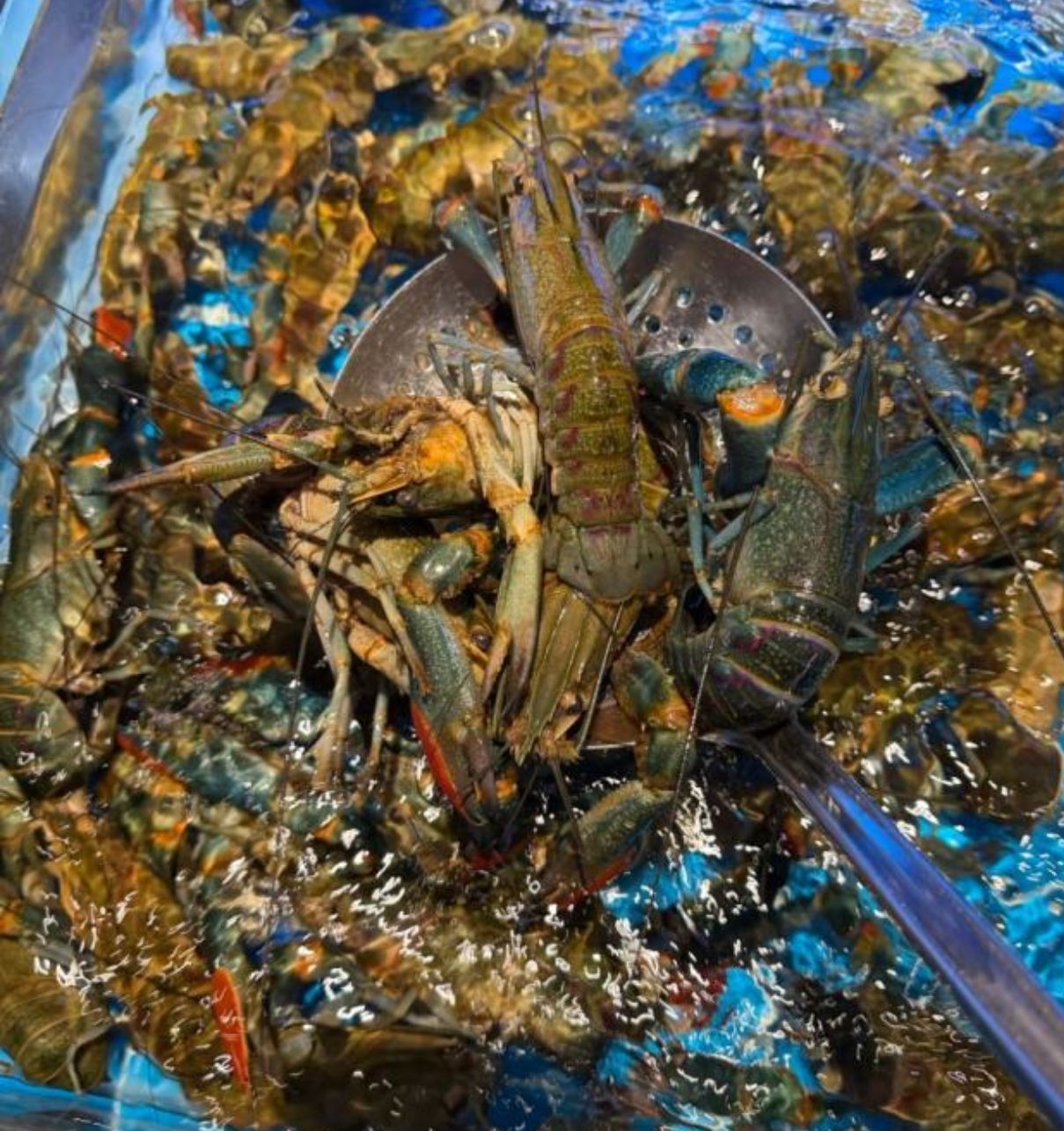 老笨蒸汽海鲜自助