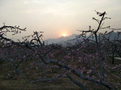 伊祁山万顷桃林农庄民俗文化园旅行图片 2