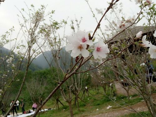 文成樱花岛旅行图片 2