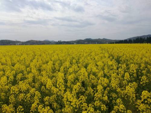 夏塘稻田公园旅行图片 2