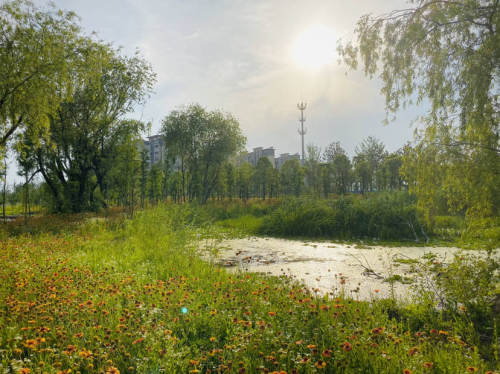 无锡洋溪河湿地公园旅行图片 3