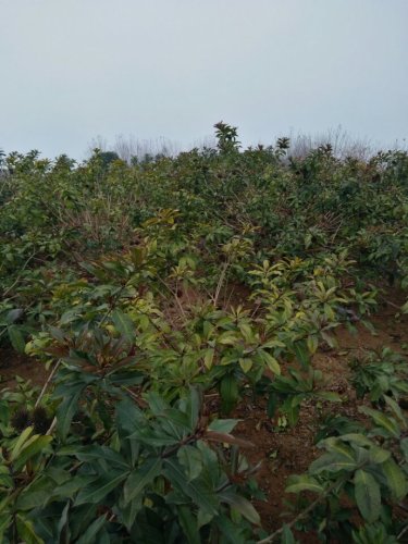 马运顶公园旅行图片 2