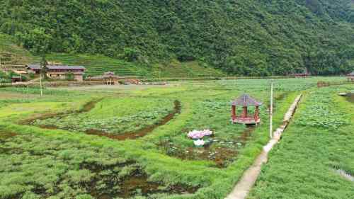 马厂坝田园综合体(荷文化乡村旅游区)旅行图片 2