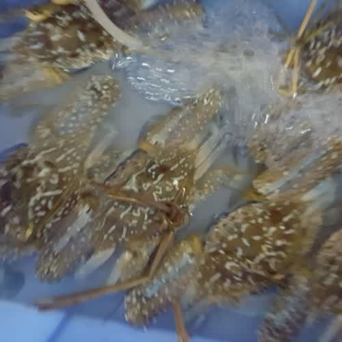城月老鹅海鲜美食