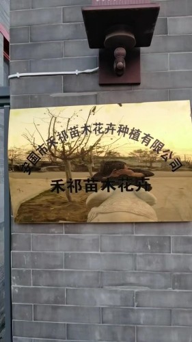 安国禾祁苗木花卉有限公司(定州卖场)