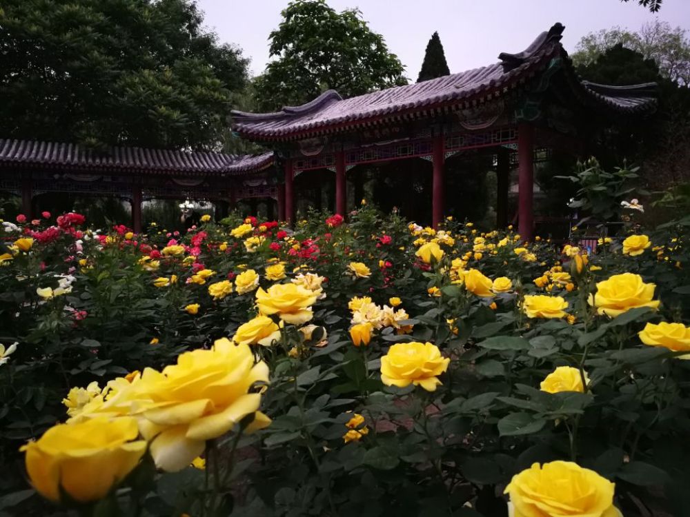 人民公园景点图片