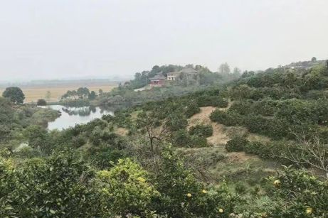 荆头山铁佛寺实景照片
