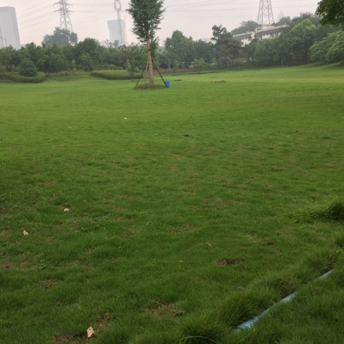 竹林公园旅行图片 1