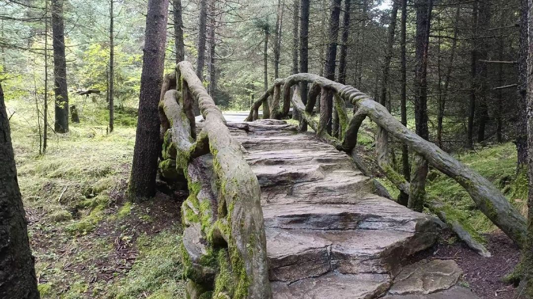 保德飞龙山森林公园