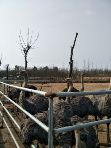 孔雀观光园旅行图片 1