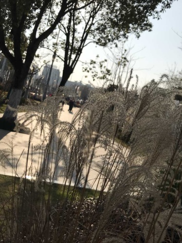 黄山园旅行图片 2