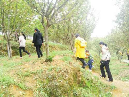 东方新绿洲北塔生态园旅行图片 1
