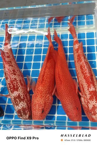 阿栋海鲜店