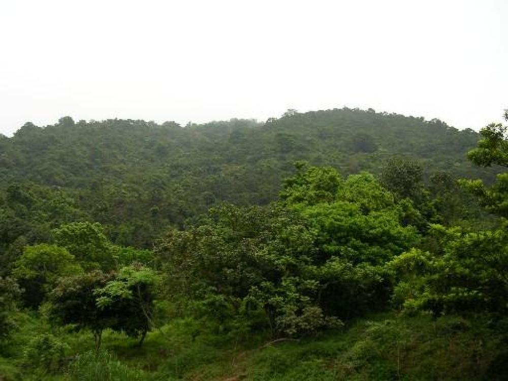 广东梧桐山风景名胜区景点图片
