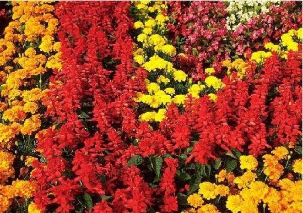南宁市金花茶公园景点图片