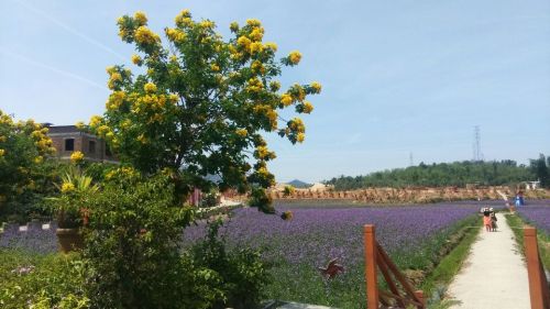 溪林文化园广场旅行图片 3