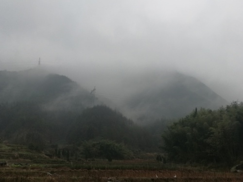 青坑古树群旅行图片 1
