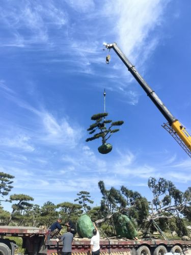 河北芳艺菲园林绿化工程有限公司