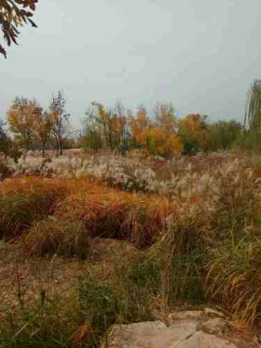 淄博天齐渊公园旅行图片 3