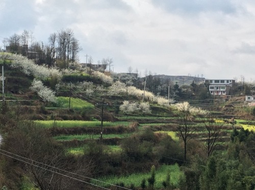 十里竹堤旅行图片 2
