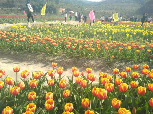 百花园旅行图片 3