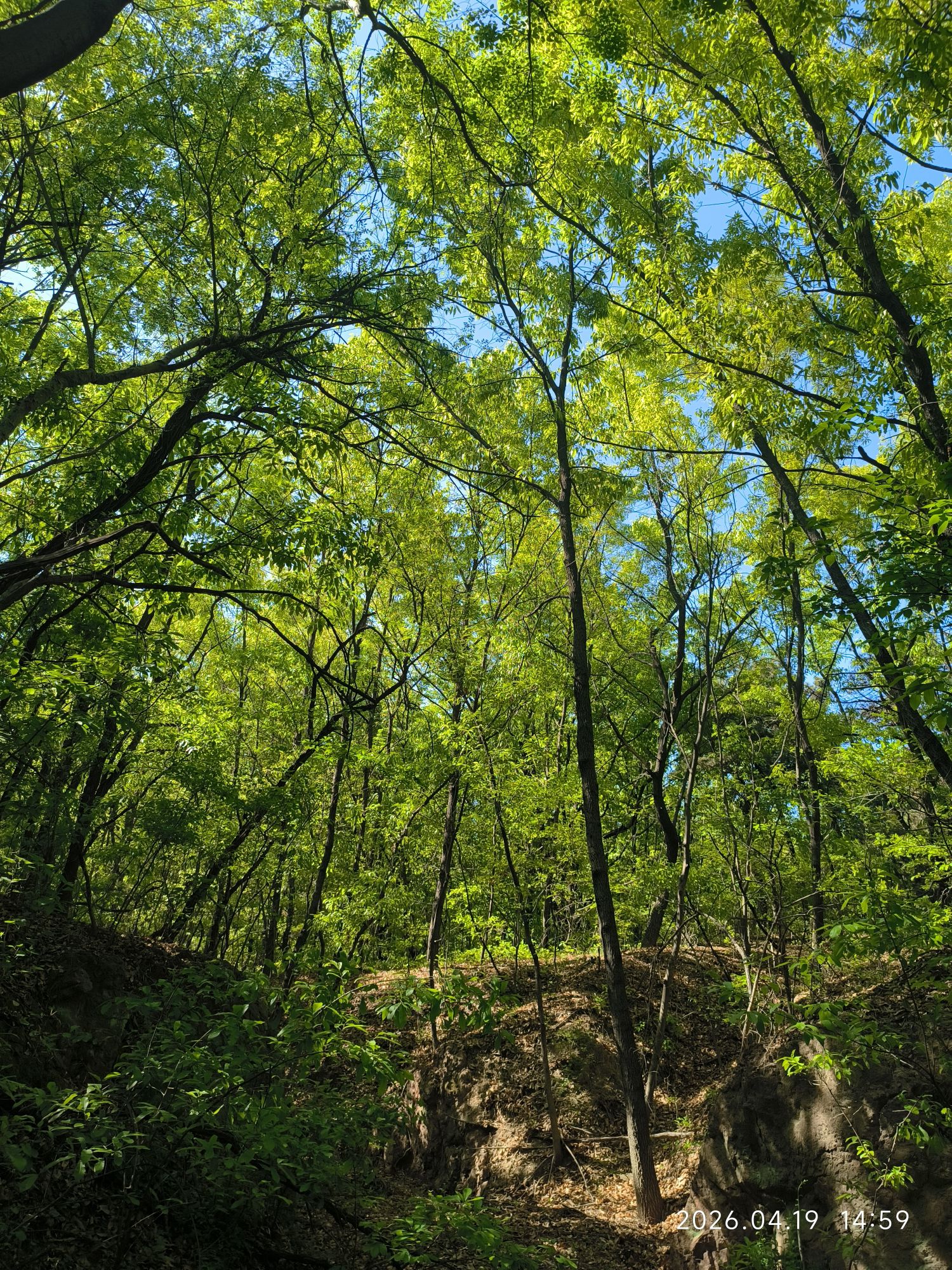 三台山森林公园-自然山林景区