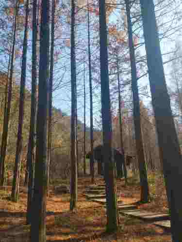 河南燕子山国家森林公园旅行图片 3