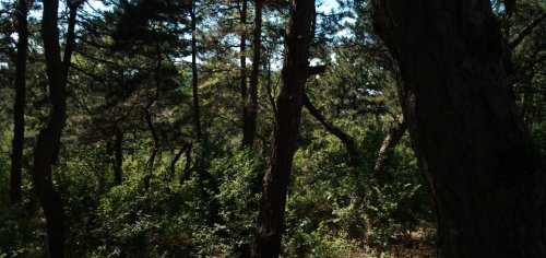 半拉山旅行图片 1