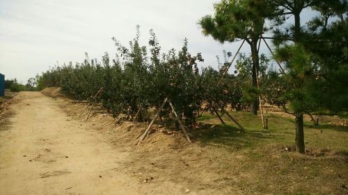 乳山市益天生态旅游观光园旅行图片 2