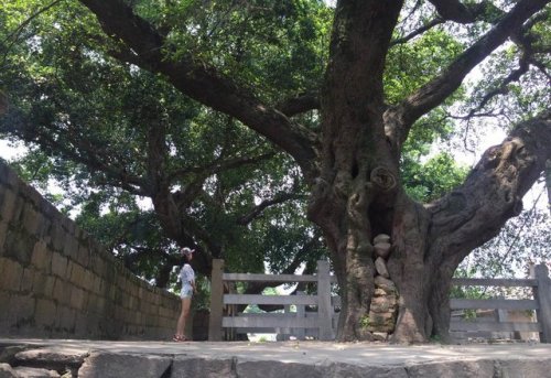 大京城堡旅行图片 3