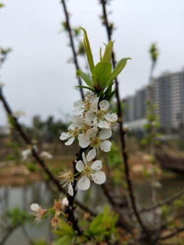 香山湿地公园旅行图片 3