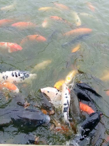 沙湖公园旅行图片 3