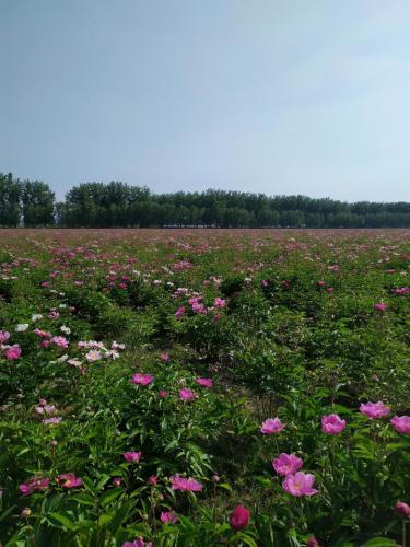 蒿沟芍药园2号园旅行图片 1